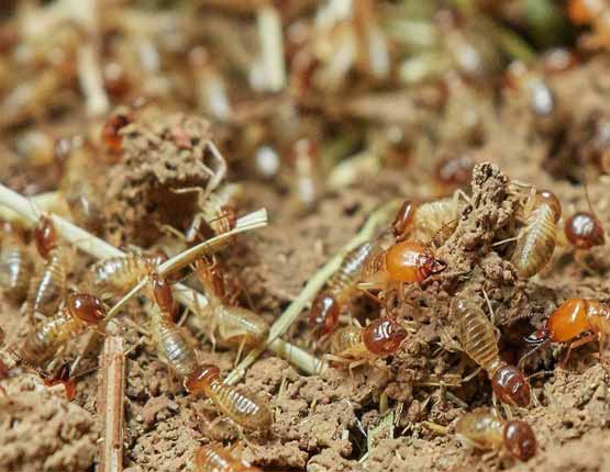termite inspection subiaco